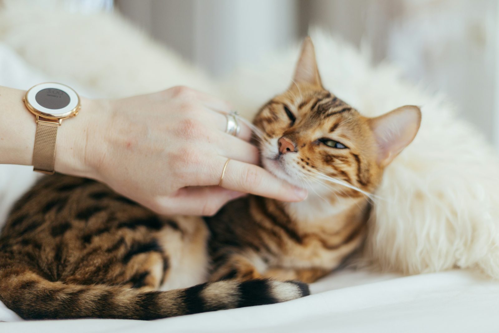 Katze wird sanft am Kinn gekrault und entspannt sich